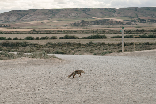 A fox wandering around a desert area