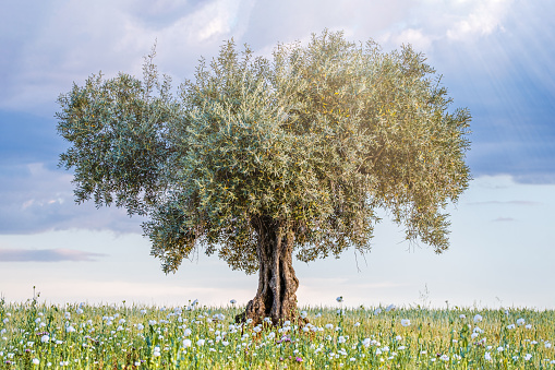 Olive tree in a field with poppy flowers and blue sky with clouds