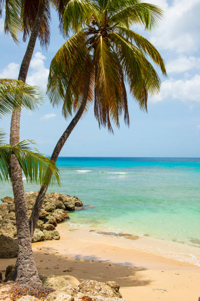 istock Idyllic Tropical Beach with Palm Trees 1491300798