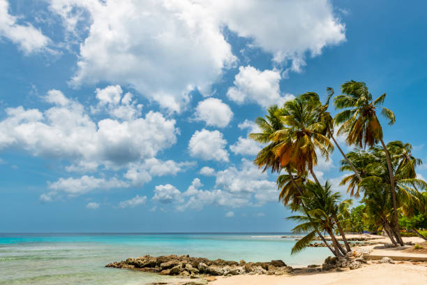 istock Idyllic Tropical Beach with Palm Trees 1491300843