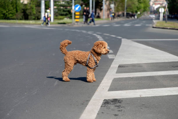 A runaway dog stock photo