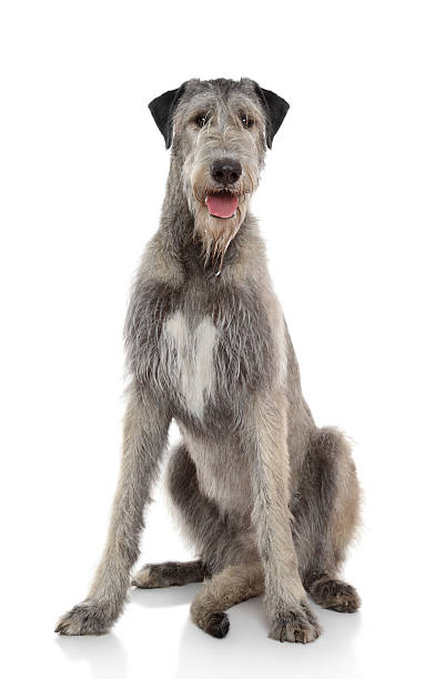 istock A happy dog on a white background 149130259