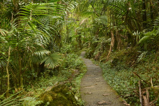 istock Winding Trail Through Lush Tropical Rainforest 1491302800