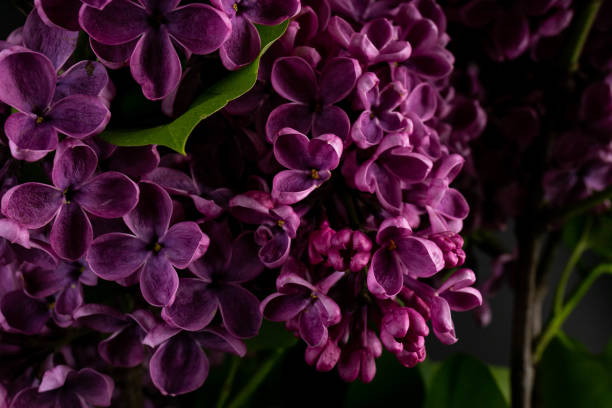 istock Lilac (lat.Syringa vulgaris) closeup in the spring on a black background. 1491303068