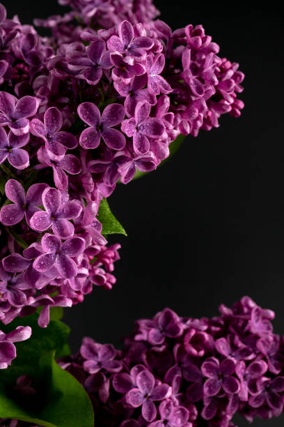 istock Lilac (lat.Syringa vulgaris) closeup in the spring on a black background. 1491303083