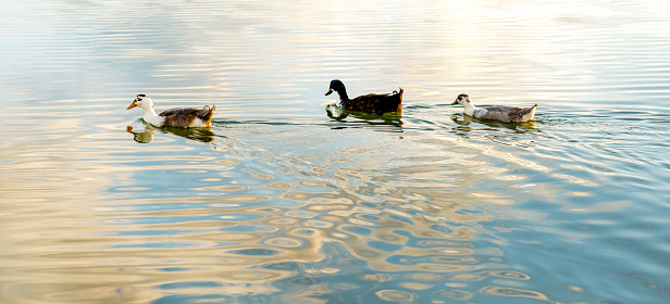 Three ducks swim at sunset on calm blue water with clouds reflected in it