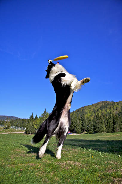 istock Dog catches the frisbee 149130585