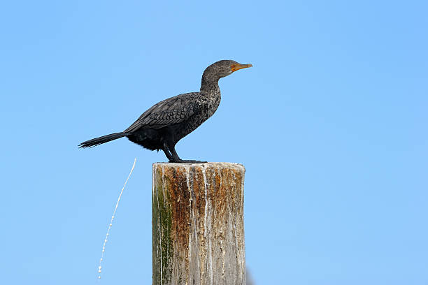 Cape Cormorant stock photo