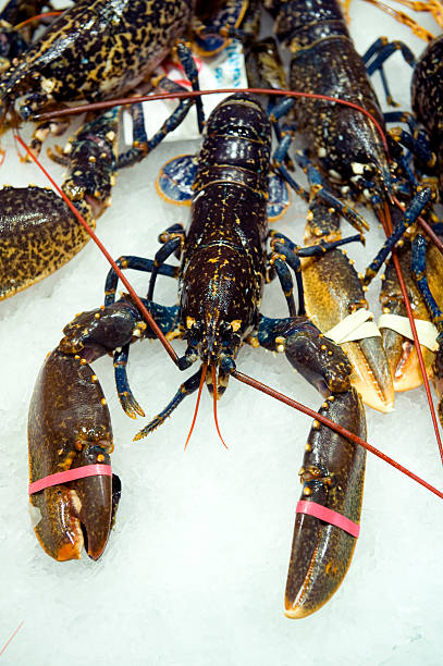 istock lobster for sale 149130638