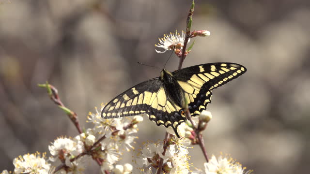 Anise swallowtail on wild plum blossoms Roxborough State Park Littleton Colorado
