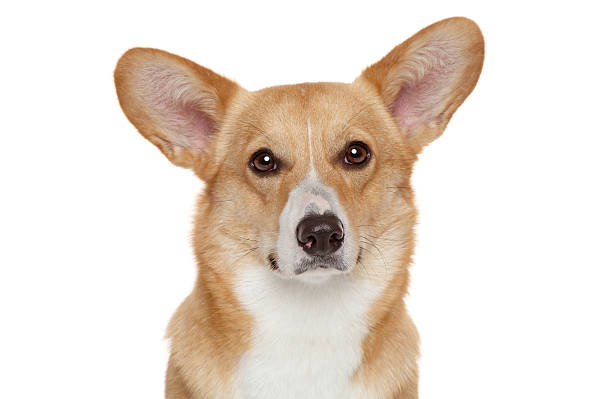 istock Welsh corgi Pembroke 149130730