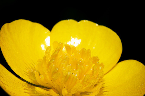 A Close Up of a Yellow Wild Buttercup Flower Plant