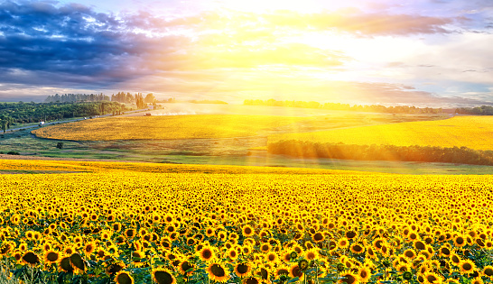 Picturesque Sunset over the field of sunflowers.\nSunflower harvest at sunset near the Sea of Azov in Ukraine.\nEndless sunflower fields to the horizon.