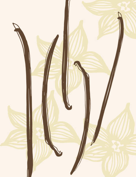 Vanilla. Flower and sticks of vanilla plant. Set with pods, vector image template. Fragrant spices illustration. Abstract background. Hand drawn.For label, poster, card, banner. Design element. Vector Vanilla. Flower and sticks of vanilla plant. Set with pods, vector image template. Fragrant spices illustration. Abstract background. Hand drawn.For label, poster, card, banner. Design element. Vector illustration vanilla orchid stock illustrations