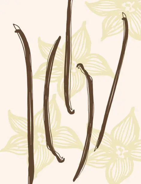 Vector illustration of Vanilla. Flower and sticks of vanilla plant. Set with pods, vector image template. Fragrant spices illustration. Abstract background. Hand drawn.For label, poster, card, banner. Design element. Vector