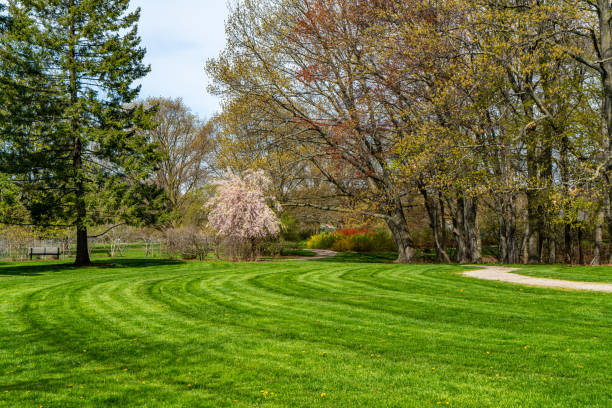 istock Weeping cherry tree in Royal Botanical Gardens - Arboretum, Hamilton, Canada 1491309837