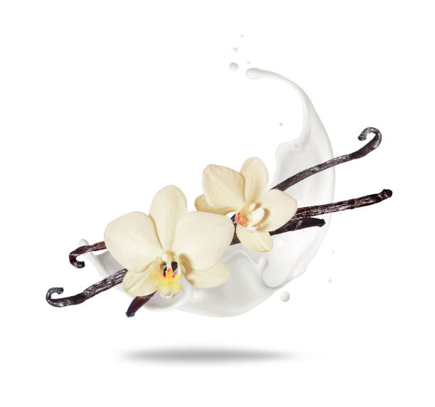 istock Dried vanilla sticks with flowers in dairy splashes close up on a white background 1491309862