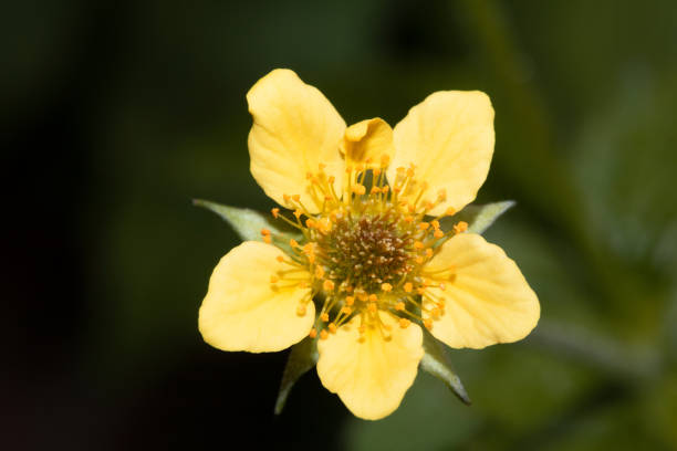 istock Close Up of a Yellow Wild Flower 1491310228