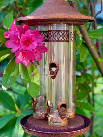 Vintage Hummingbird Feeder hanging in lush garden