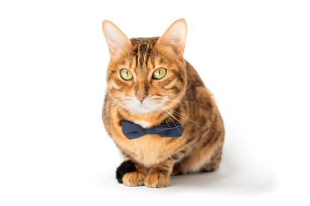 istock A cute red cat sits in a bow tie on a white background. 1491310311