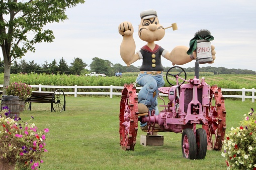 Jamesport, NY, USA, 8.24.21 - A giant Popeye statue that is holding a can of spinach and riding a pink tractor. This lawn ornament is on display at the Sound Shore Market and Farms on Long Island.
