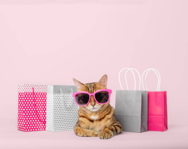 色の背景に紙の買い物袋を持つ眼鏡をかけたおかしな赤い猫。 - domestic cat bag shopping gift ストックフォトと画像