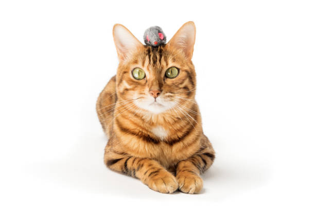 istock Red domestic cat plays with a toy mouse 1491310517