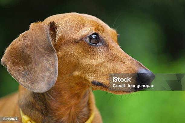 Bassotto Cane Nel Parco - Fotografie stock e altre immagini di Allegro - Allegro, Ambientazione esterna, Animale