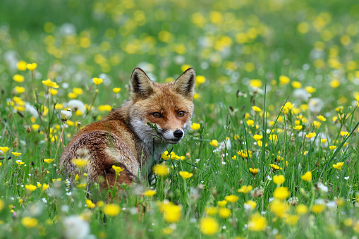 the red fox walks in the flowery fields immersed in the colors of spring