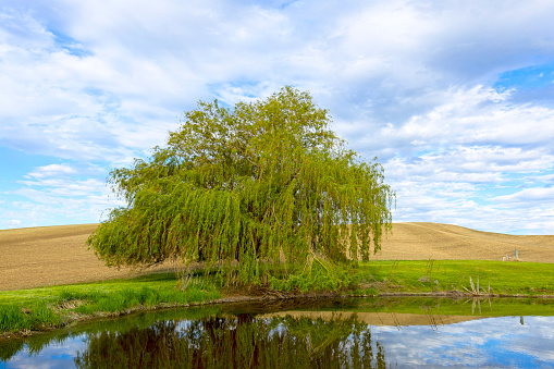 A bushy tree stands next to a small pond in the palouse region of eastern Washington.