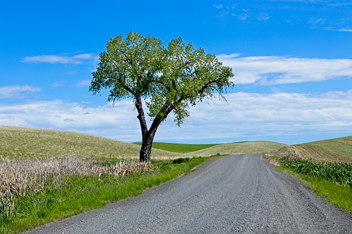 A lone tree stands next to a gravel road in the palouse region of eastern Washington.
