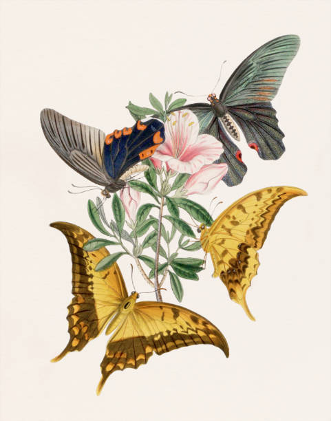 istock Antique butterfly illustration. Papilio Evan and Papilio Elephenor. 1491313112