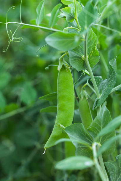 Fresh green pea isolated on white background. There is a lot of vitamins  and Minerals in it. The pea is most commonly the small spherical seed or the seed. Popular vegetable of all over world.