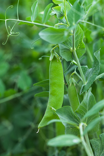 Broad bean pods closeup growing on a plant in a vegetable allotment