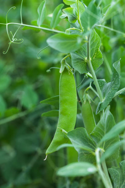 Green Peas Plant stock photo