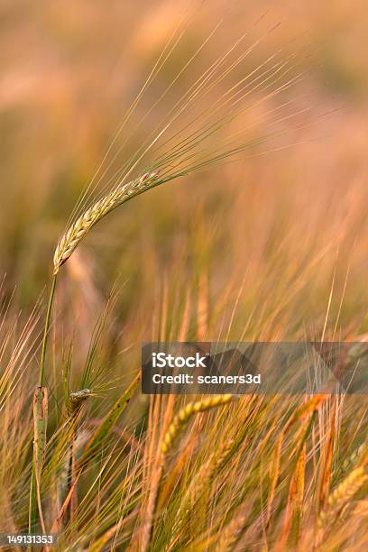 Cereals Stock Photo - Download Image Now - Aging Process, Agricultural Field, Agriculture