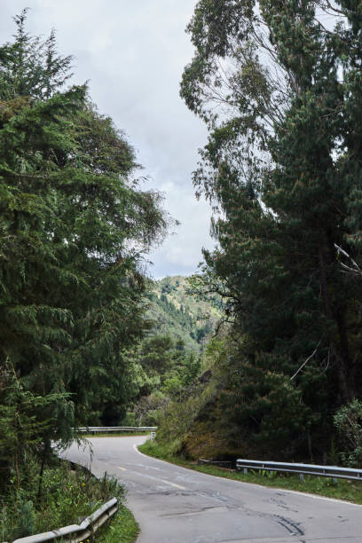 istock Road in the middle of the forest 1491315117