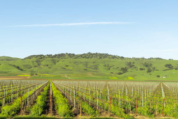 istock A vineyard with a hill in the background 1491315238