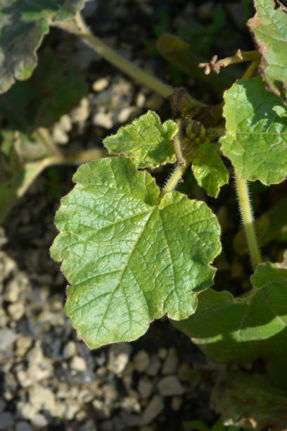 istock Sweet Unicorn Plant 1491316438