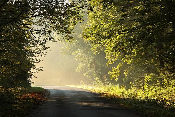 istock Rural lane in autumn forest 149131734