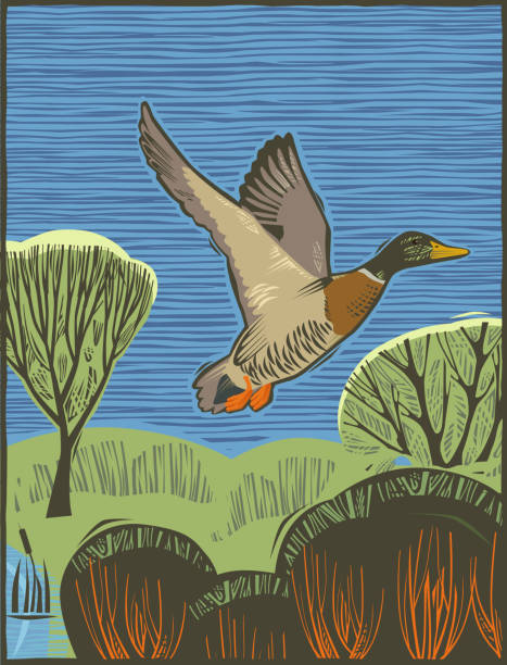 Countryside scene with Mallard Duck Rural scene with Mallard Duck in hand crafted wood cut print style. Tree, Forest, Woodland, Bush, Rural Scene, Branch - Plant Part, Hill, Outdoors, Hedge, Animal Wildlife, Animal, Landscape, Rural Scene, fauna, Field, Wilderness, Environmental Conservation, mallard duck stock illustrations