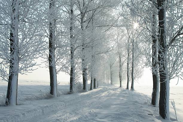 istock Winter rural lane in the morning 149131741