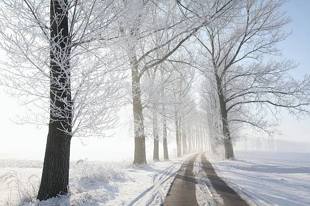 istock Lane on a foggy winter morning 149131837