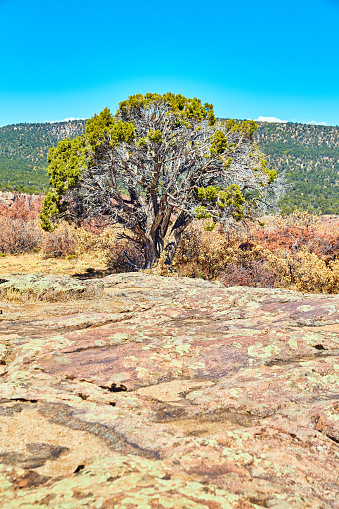 Image of Rock with lichen with lone desert tree and hills in background