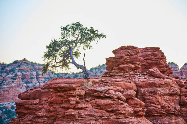 istock Scrubby savanna tree on an orange rocky outcropping 1491319898