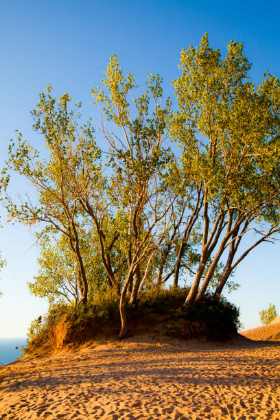 istock Scrubby trees on a sand dune with lots of footprints 1491319910
