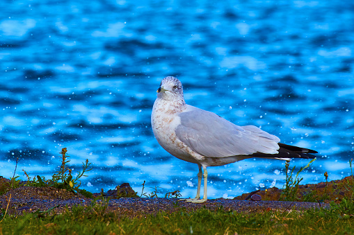 Image of Seagull on lawn near shore of sea lake or river