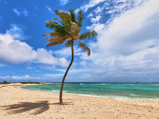 istock Single palm tree in sandy beach landscape against ocean and blue sky 1491320174