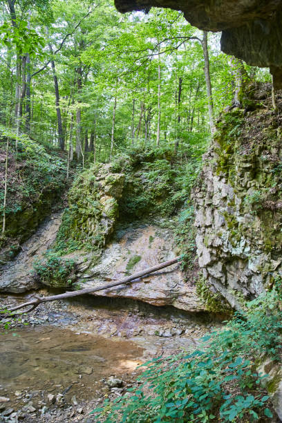 istock Sloping cliff walls with a fallen tree that rests near a small pool of water 1491320197
