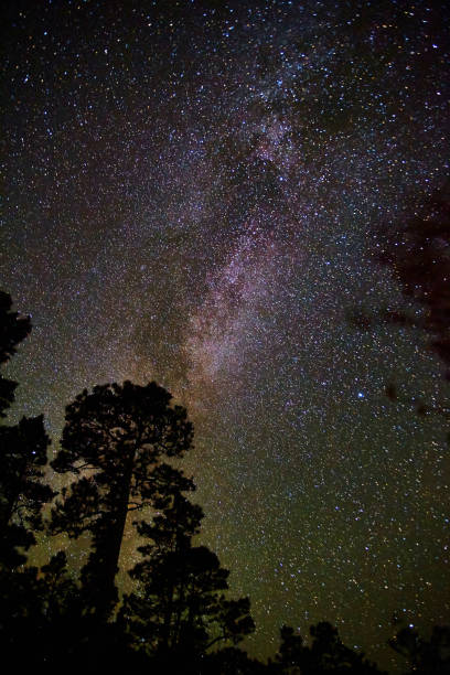 istock Starry night sky with milky way and tall tree silhouettes 1491321174